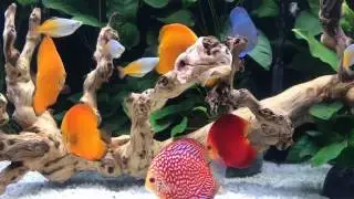 Client's 280 gallon discus fish tank by Wattley Discus