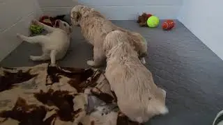 Tyler's Havashih-poo Designer puppies