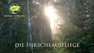 Die Hirschlausfliege