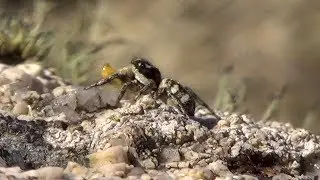 Zebra Spider catches prey - Jumping Spider Salticus scenicus - Cornwall UK