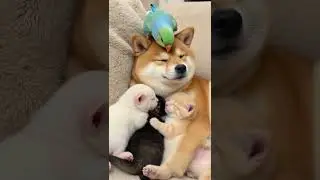 Adorable nap time: puppy cuddles two kittens! #cat #cute #funny #pets #kitten #cutecat #animals