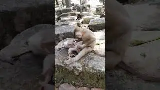 so sweet two abandoned pigtail monkeys life depend on each other #monkey #monkey #baby