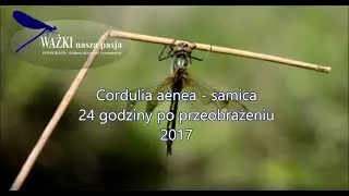 Cordulia aenea - samica 24 godziny po przeobrażeniu