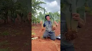 ลูกค้าจากปราจีนเหมาเต็มรถเลยค่า🌵 #ไร่วันยังขำ #farming #กระบองเพชร #cactus #แคคตัส #จามาคารู
