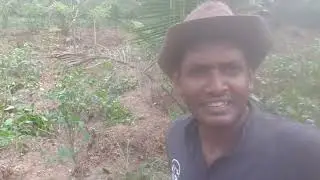 Tea Cultivation in Sri Lanka/Part 82