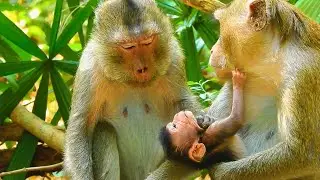 Poor Grandma Requests Mom Of Newborn Baby Monkey For Hugs & Kissing