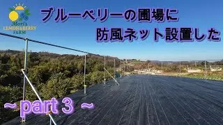ブルーベリーの圃場に防鳥ネット設置した　～part３～