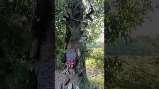 Tree of Soles - Ousson (near Scott), Louisiana