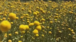Stinky plant invades desert in Arizona