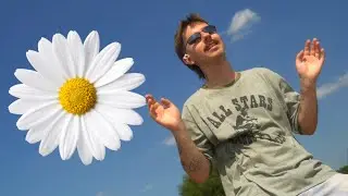 sikor - pragmatyk