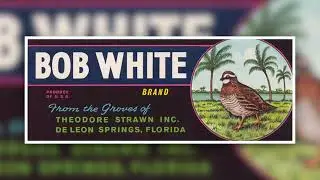 A History of the Strawn Family Citrus Operations in Volusia County, Florida