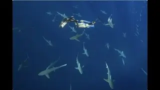 One Ocean Diving Intro 2022