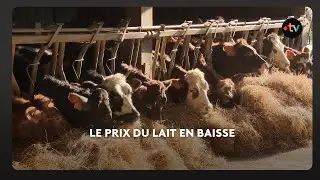 L'inquiétude des producteurs de lait en Bretagne