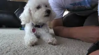 Fiona the blind dog - new video update 2013