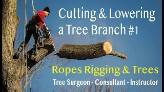 Cutting and Lowering a Tree Branch #14
