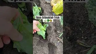 Beet statt Kompost: Wie mein Opa Gr&uuml;nabf&auml;lle nutzte