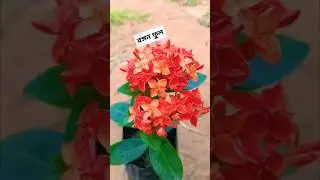 রঙ্গন ফুল গাছ #arifulgarden #flowers #shortsvideo #reels #viral