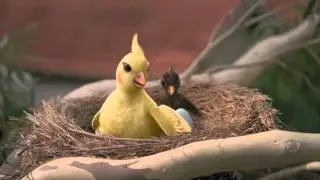 Bankwest Bird
