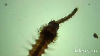 Mosquito predador Toxorhynchites predando uma larva de Psychodidae