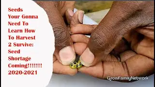 Seed SHORTAGE in America?? First Beef Then WHat Else???|Learn To SAVE YOur GArden Seeds HERE!!!