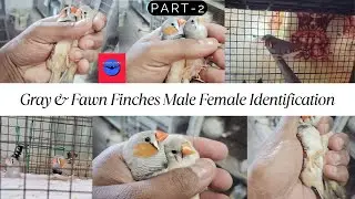 Gray & Fawn color Finches Male Female Identification / in tamil/ @sjbirdsworld9553/#finches