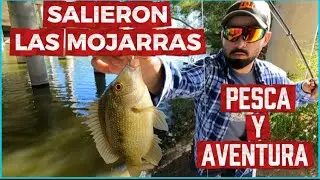 Pesca con lombriz 🪱 una de las mejores carnadas, el terror de las mojarras 🐠 🐟