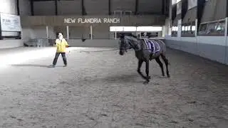 Springpaard Best Winner (v.Bentley B, m.Winks, v.m.Oklund) longeerwerk