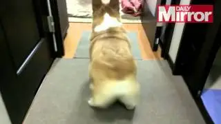 Miley Corgus - Twerking Corgi remix