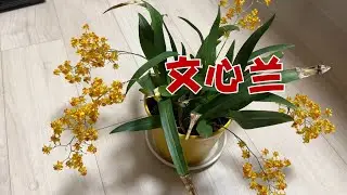 养了 354 天的文心兰｜远超预料地好养，还有它的花香居然是甜的