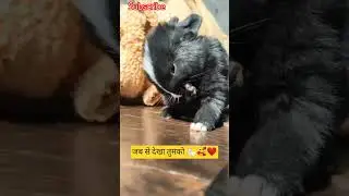 जब से देखा तुझको हम तो🐇❤🥰   #highlights #rabbit#cute  #youtubeshorts #bunny #youtube