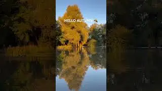 Autumn reflections #swan #naturephotography #reflections #natureshorts