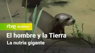 El hombre y la Tierra: Capítulo 11 - La nutria gigante | RTVE Archivo