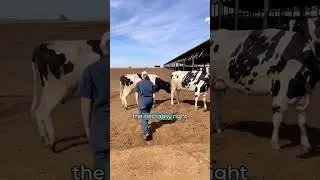 Why do a necropsy on a cow?