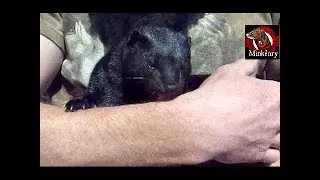 My pet mink Thioⁿba being really sweet