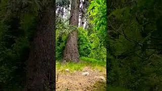 dangerous forest Sharan #paras #kiwai #sharanforest #short#ytshorts #travel