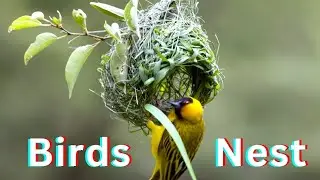 Most Incredible Bird Nests | Birds nest making video #birds #birdsnest