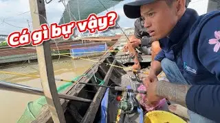 Câu Cá Thiên Nhiên Trên Sông Tiền | Cá Gì Mà Kéo Muôn Gãy Cần ? | KuTee Sa Đéc