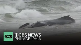 Necropsy underway after dead 30-foot humpback whale found on Long Beach Island in Ocean County