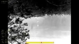 Rare footage of high-speed bats hunting for insects