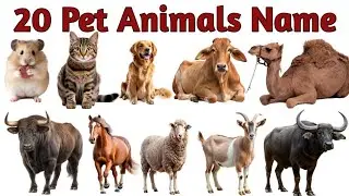 20 Pet Animals 🐈🐄🐏🐘 | Domestic Animals Name Pet Animals with pictures | Animals name #domesticanimal