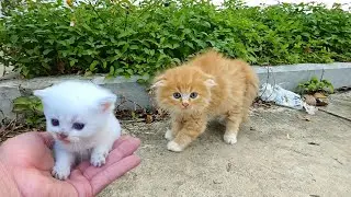 the smallest kittens meow, Find the mother cat, We have rescued! many of the smalles cute,