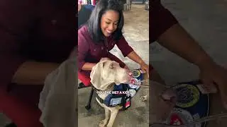MEET FREYJA: a Weimaraner therapy dog