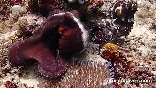 Mating octopus in Gili islands
