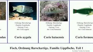 Fisch, Ordnung Barschartige, Familie Lippfische, Teil 1 halichoeres choerodon coris fish formosa
