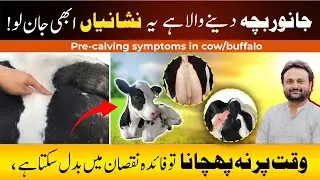 Pre-Calving signs and symptoms in cow/buffaloes | Calving signs /Signs of Cow is Going to Calve Soon