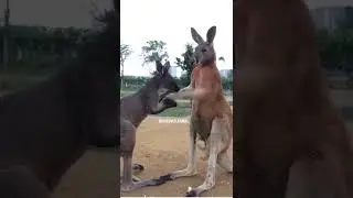 will you merry me sweet heart || Aw Pets