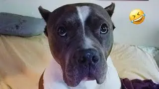 Funny DOGS videos 2024 😁🐶 New Funniest Animal Videos #16