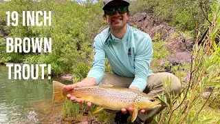 Giant Brown Trout From Remote AZ Creek