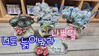 260116.프리메라 하엽정리 수다해요 