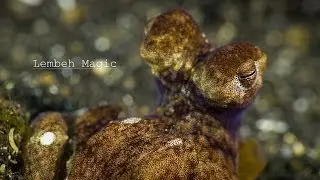 Lembeh Magic